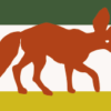 bat eared fox